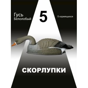 Чучела гусей Белолобый гусь, 5 кормящихся