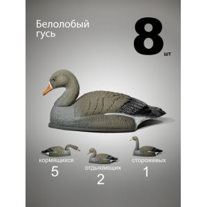 Чучела гусей Белолобый гусь, 8 шт. (5+2+1)